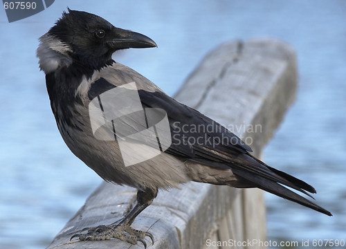 Image of Hooded Crow.