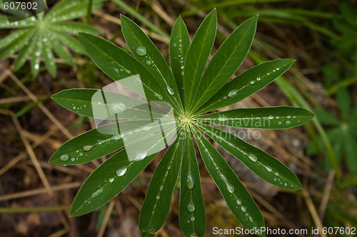 Image of Leafs after rain