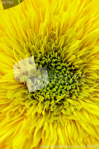 Image of Sunflower