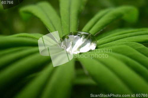 Image of A Drop of Water
