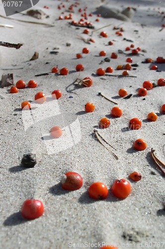 Image of Berries on the Sand