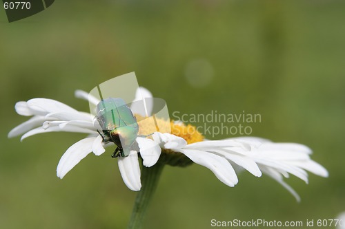 Image of A Bug on a Flower