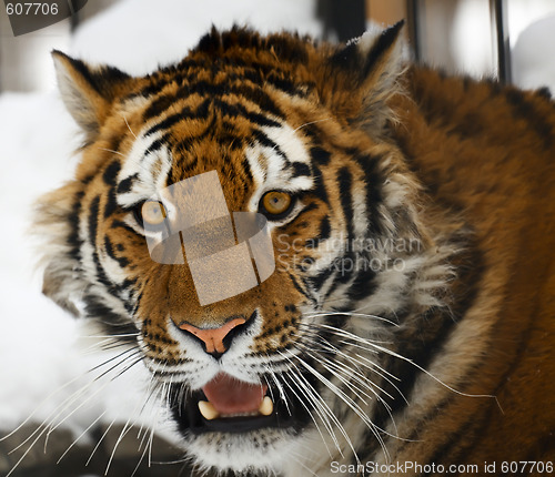 Image of Tiger portrait