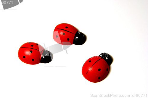 Image of Ladybirds