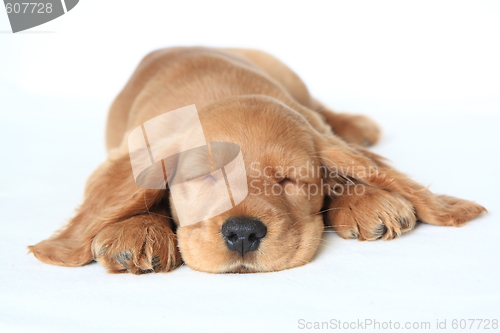 Image of English cocker spaniel baby dog