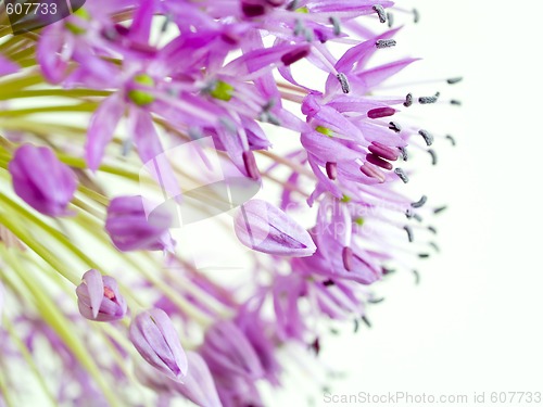 Image of Allium Giganteum