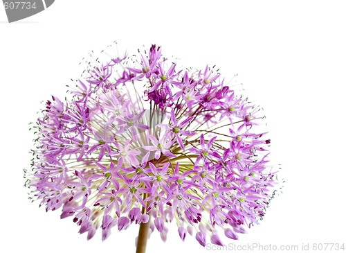 Image of Allium Giganteum