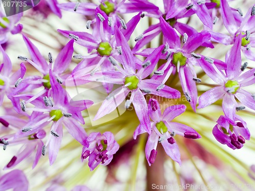 Image of Allium Giganteum