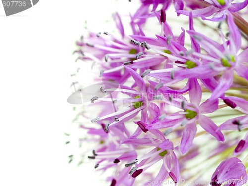 Image of Allium Giganteum