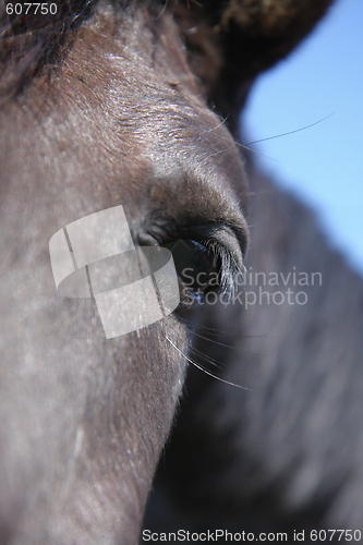 Image of horse eye