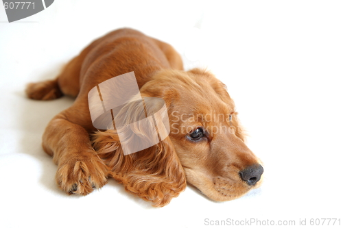 Image of English Cocker Spaniel Baby Dog