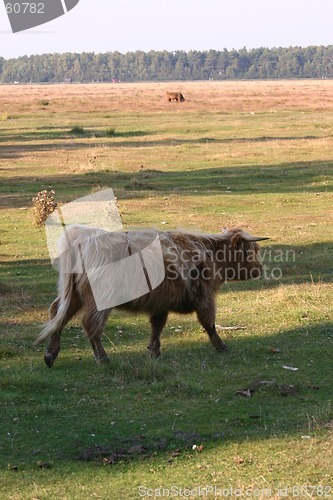 Image of highlandcattle