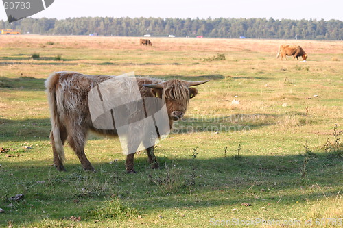 Image of highlandcattle