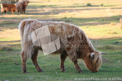 Image of highlandcattle