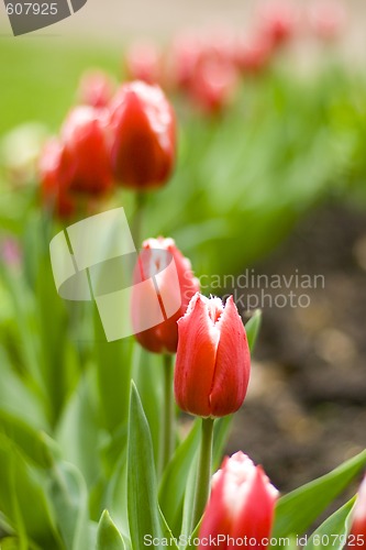 Image of tulips