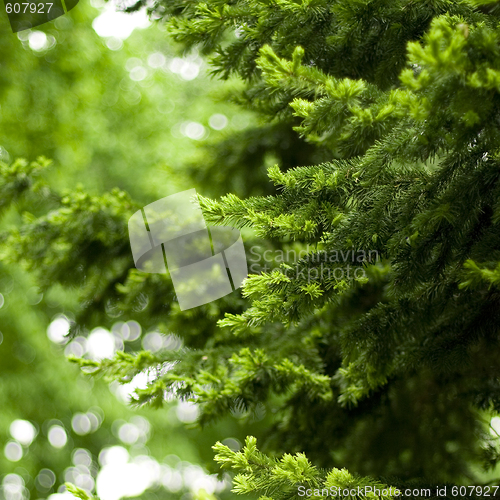 Image of pine tree