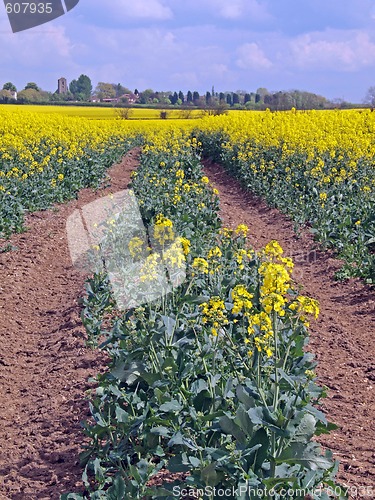 Image of Oil seed rape (Canola)