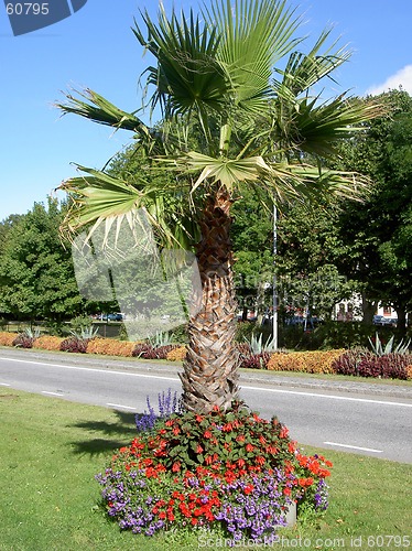 Image of palm with flowers