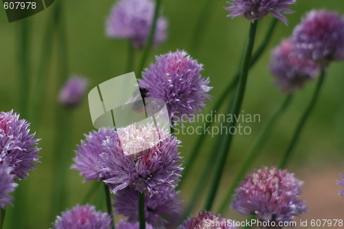 Image of Bee chasing