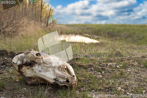 Image of Skull