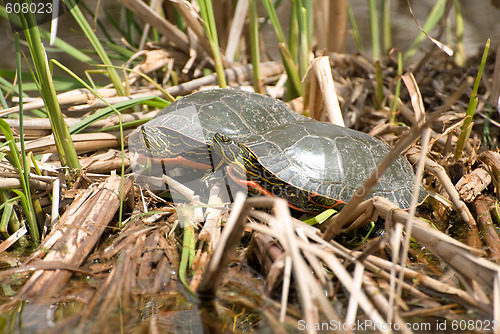 Image of Two Turtles