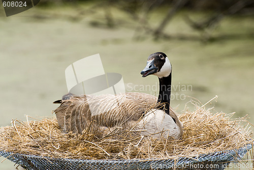 Image of Canada Goose