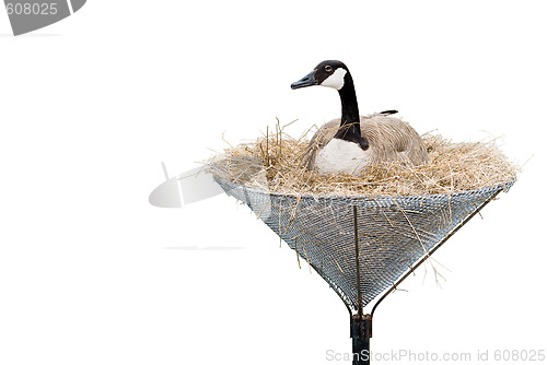 Image of Isolated Canada Goose