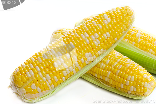 Image of Fresh harvest corn