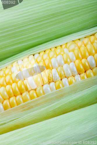 Image of Corn Closeup