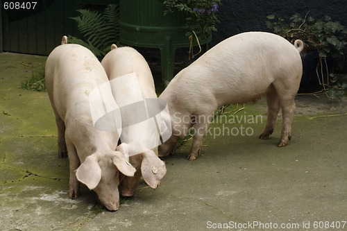 Image of Hogs