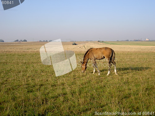Image of horse that grazing