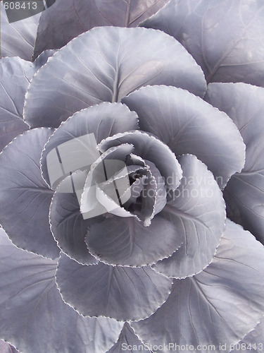 Image of Red Cabbage