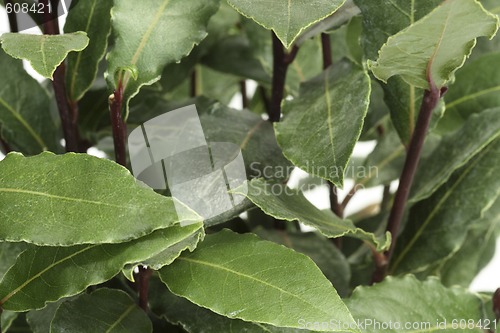 Image of Laurel