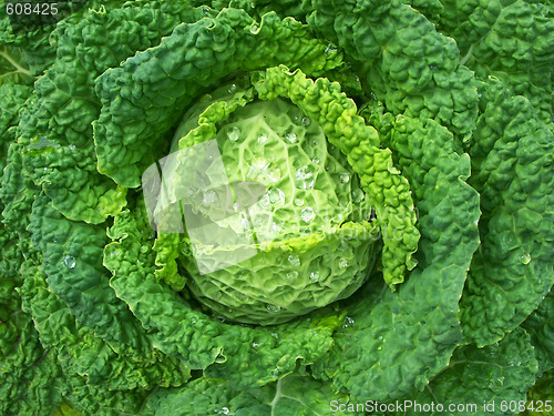 Image of Savoy Cabbage