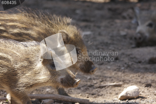 Image of young boars