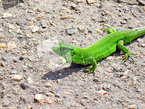 Image of ßùåðèöà Lizard