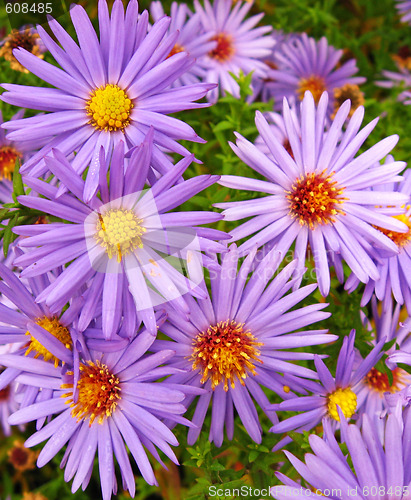Image of Öâåòû Flowers