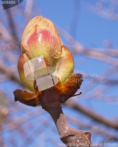 Image of ïî÷êà íà äåðåâå buds on tree