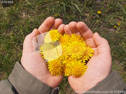 Image of îäóâàí÷èêè íà ëàäîíÿõ dandelions on palms