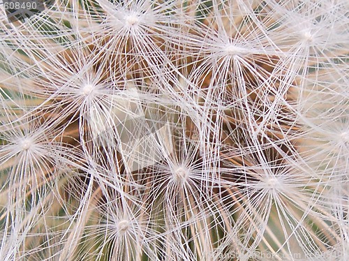 Image of îäóâàí÷èê dandelion