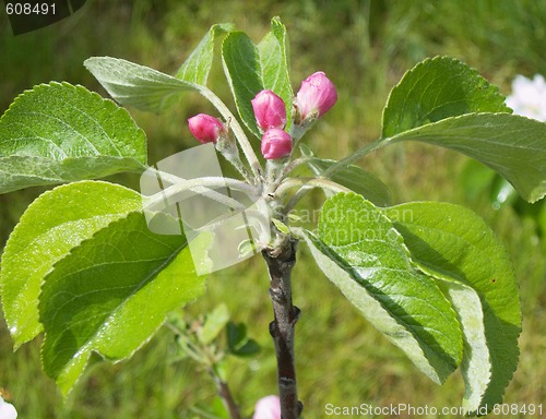 Image of öâåòû â áóòîíàõ flowerses in buds