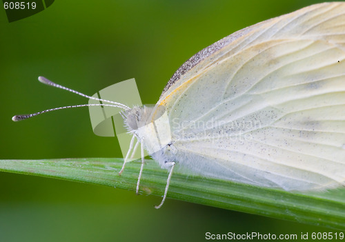 Image of Butterfly