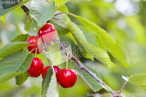 Image of Ripe cherries on a tree