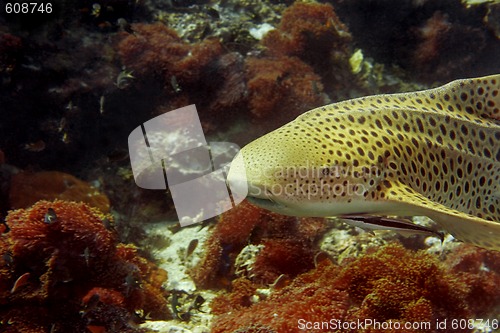 Image of Leopard shark