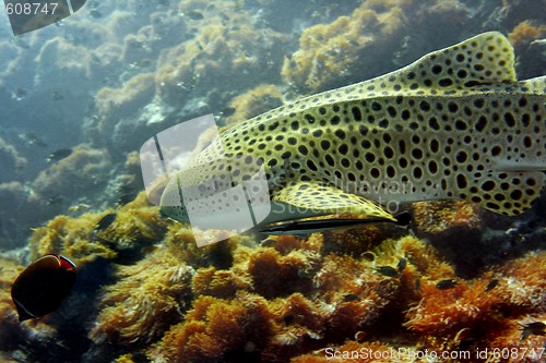 Image of Leopard shark