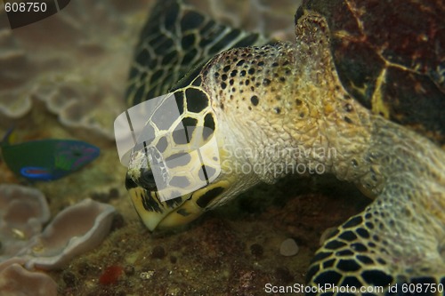 Image of Hawksbill turtle