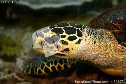 Image of Hawksbill turtle