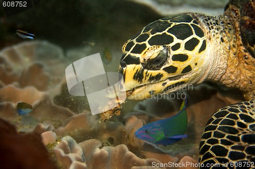 Image of Hawksbill turtle