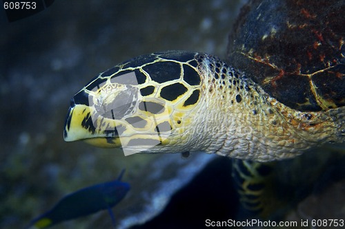 Image of Hawksbill turtle