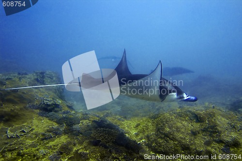 Image of Manta rays